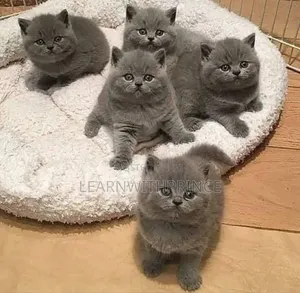 1-3 months Male Purebred British Shorthair