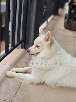 American Eskimo Available for Stud