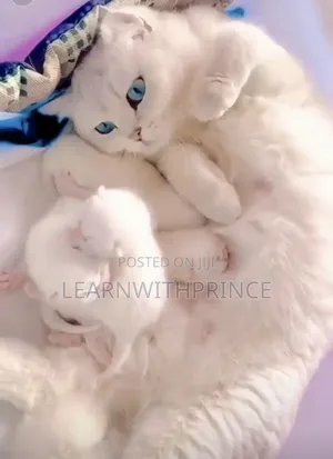 1-3 months Female Purebred Persian