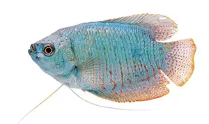 Blue Gouramis Fish