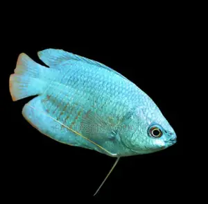 Blue Gouramis Fish