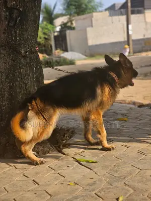 1+ year Male Purebred German Shepherd