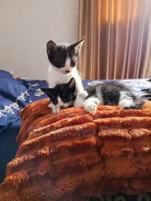 1-3 months Male Purebred American Wirehair