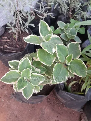 Variegated Oregano