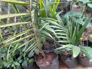 Oil Palm Seedlings