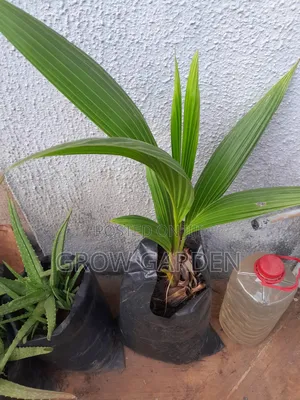 Dwarf Coconut Seedlings