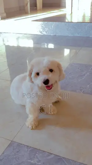 1+ year Male Purebred Lhasa Apso