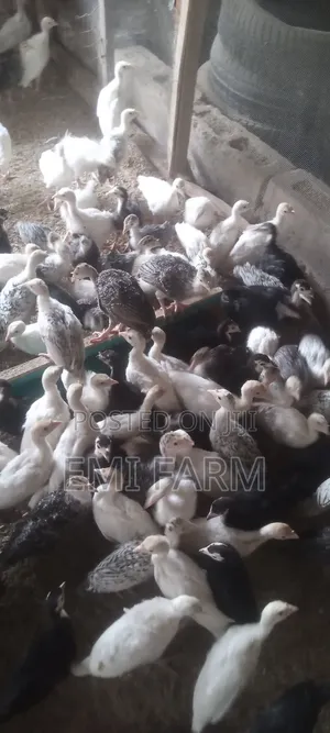4weeks Local Turkey Available for Sale