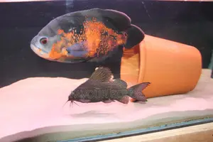 Oscar Aquarium Fish Interior