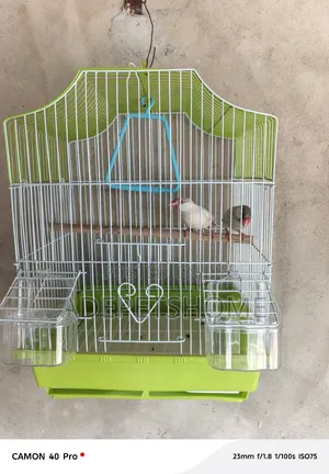 Java Finches
