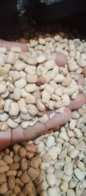 25kg Bag Honey Beans