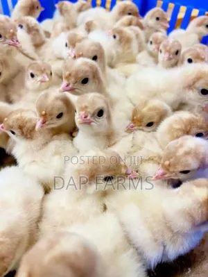 Day Old Turkeys, Vaccinated - (Lagos)