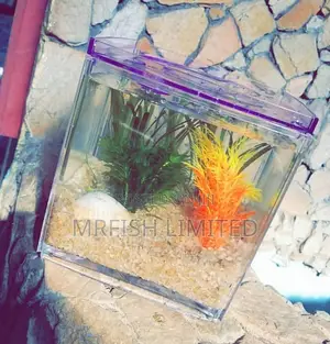 Mini Square Aquarium