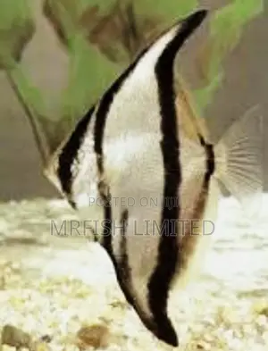 Mono Fish (Monodactylus Spp.)
