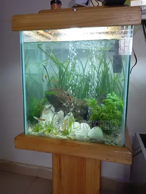 Pine Wood Aquarium