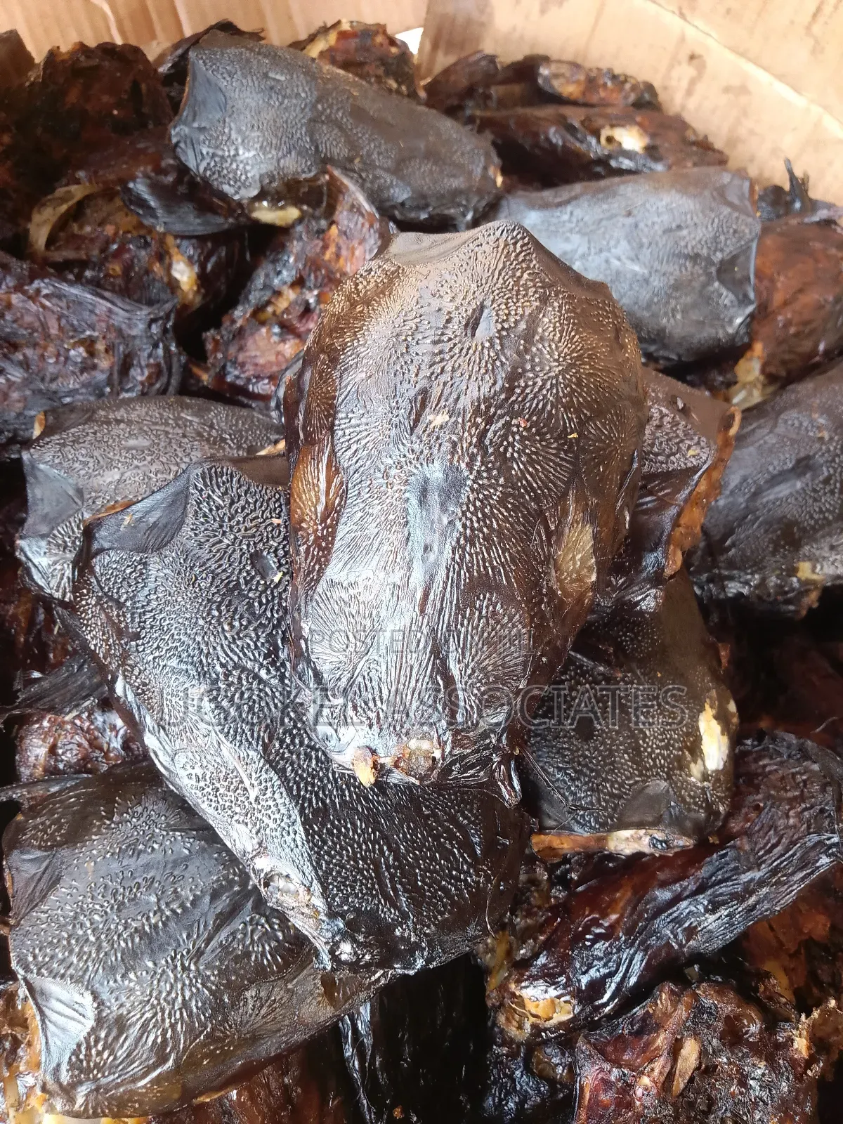 Catfish Fish Head