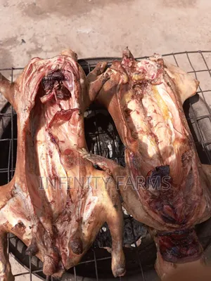 Rabbit Chicken