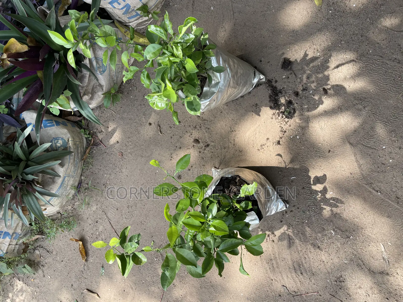 Orange Plants