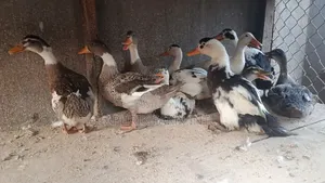 Quail Birds, Rabbits, Albino Rats, and Guinea Pigs, Ducks
