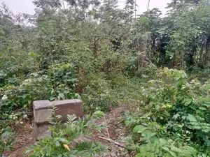 A Multipurpose Land at Ido