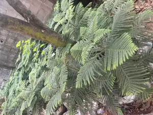 Araucaria Plant
