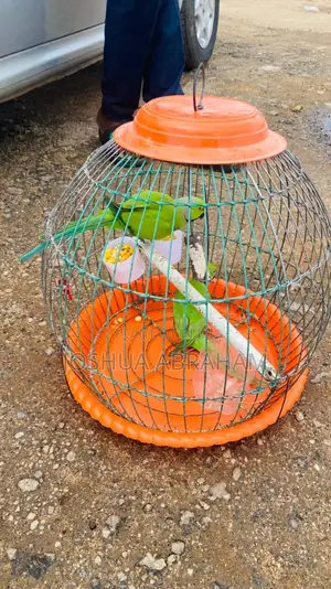 Lovely India Ring Neck Parakeet