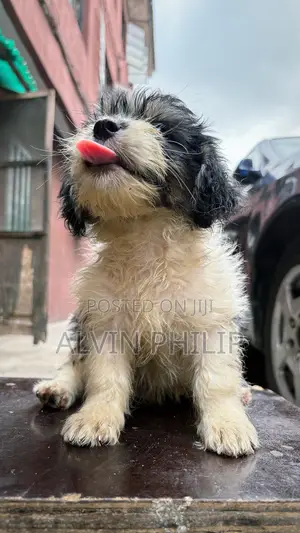 1-3 months Female Purebred Lhasa Apso