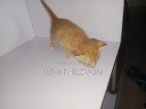 0-1 month Female Purebred American Shorthair