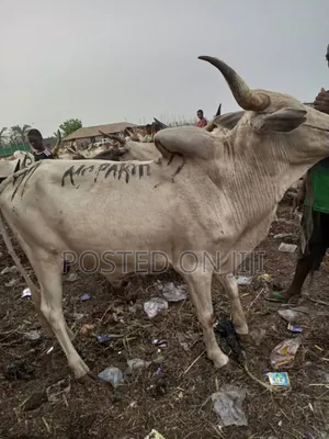 Ppcenterpriseofficial Livestock