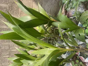 Coconut Tree