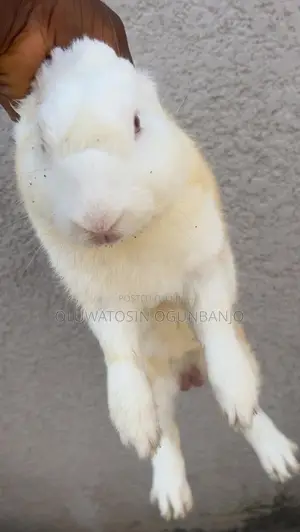 Adult Rabbit