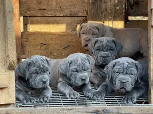 1-3 months Female Purebred Neapolitan Mastiff