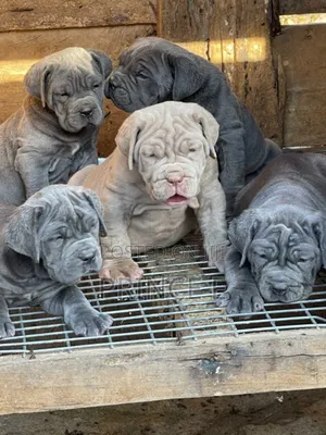 1-3 months Male Purebred Neapolitan Mastiff