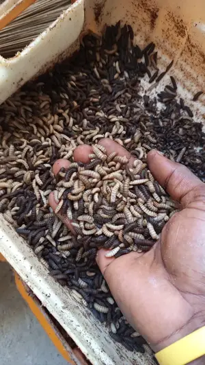 Black Soldier Fly Larvae (Maggots)