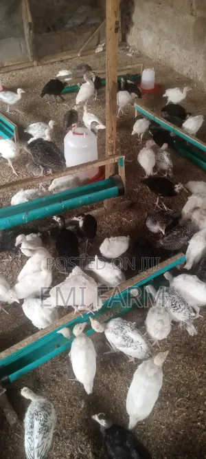5weeks Local Turkey Available for Sale