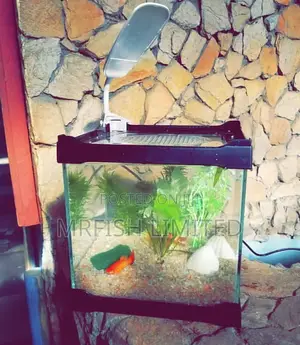 Table Top Aquarium