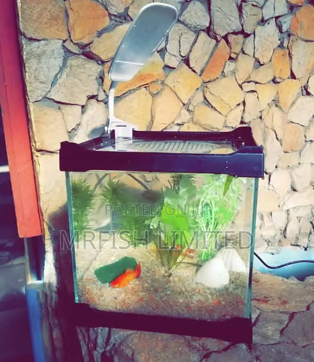 Table Top Aquarium
