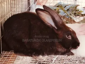 Rabbit Grower