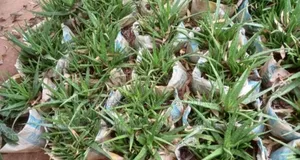Aloevera Plant