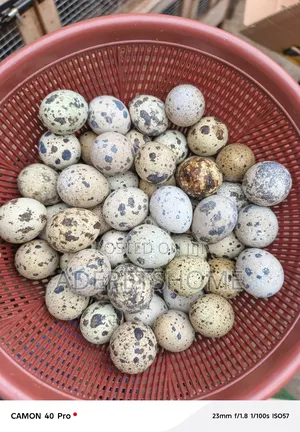 Quail Eggs
