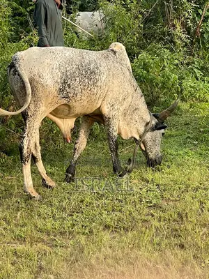 Healthy Cows