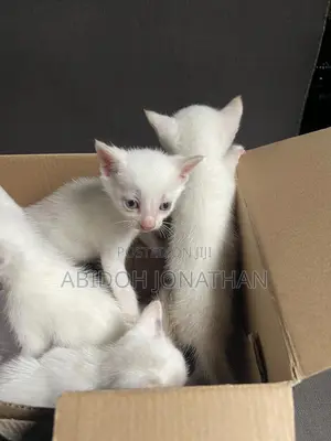 1-3 months Male Purebred American Shorthair