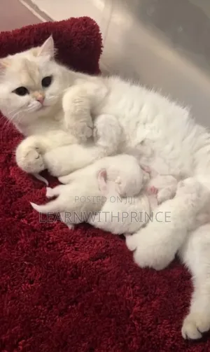1-3 months Female Purebred Persian