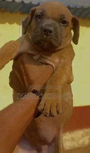 1-3 months Female Purebred Boerboel