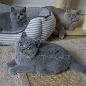 1-3 months Female Purebred British Shorthair
