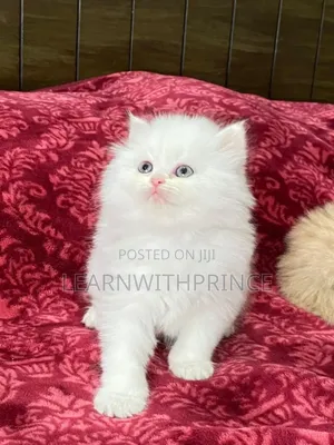 1-3 months Female Purebred Persian