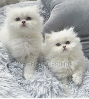 1-3 months Male Purebred Persian