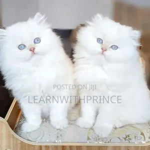 1-3 months Female Purebred Persian