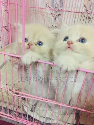 1-3 months Male Purebred Persian