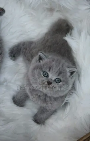 1-3 months Male Purebred British Shorthair